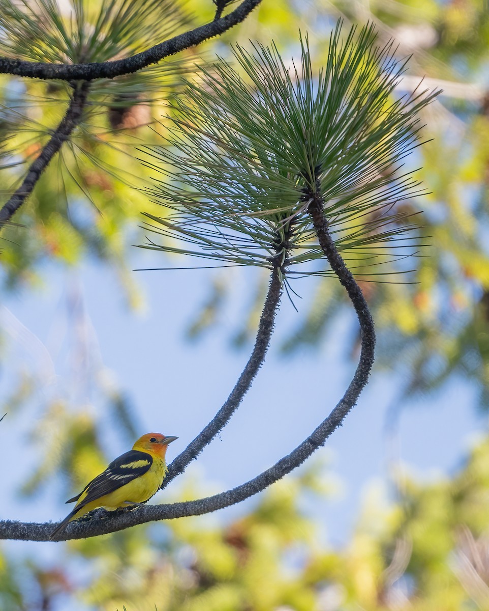 Western Tanager - ML620193236