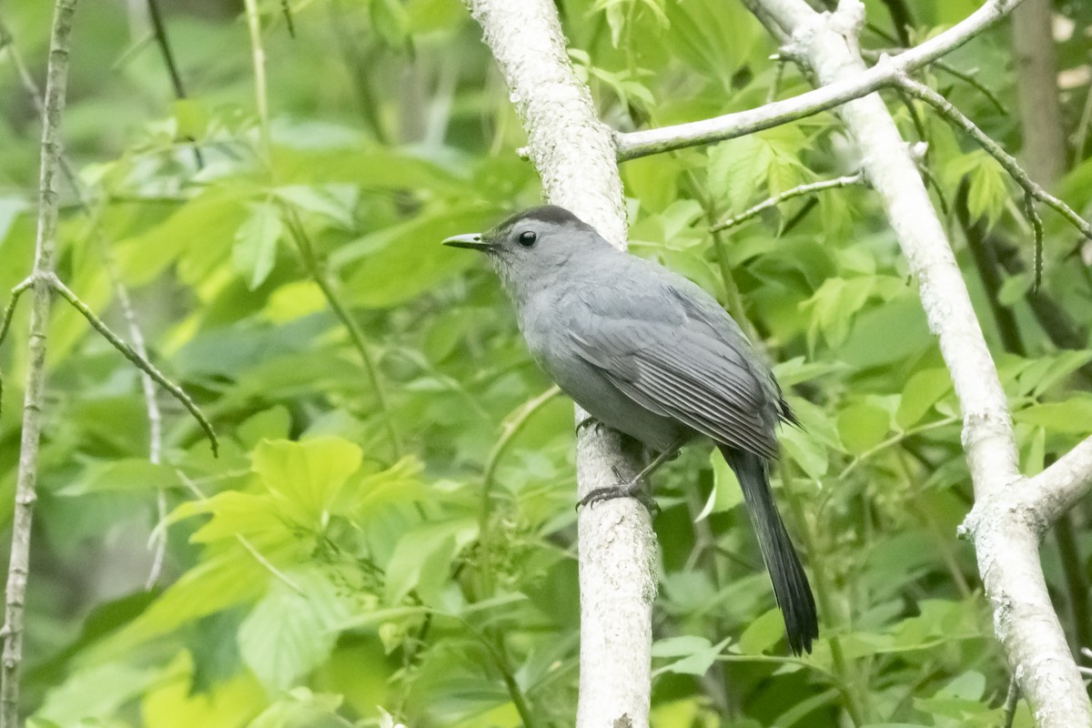 Gray Catbird - Peter Weber 🦉