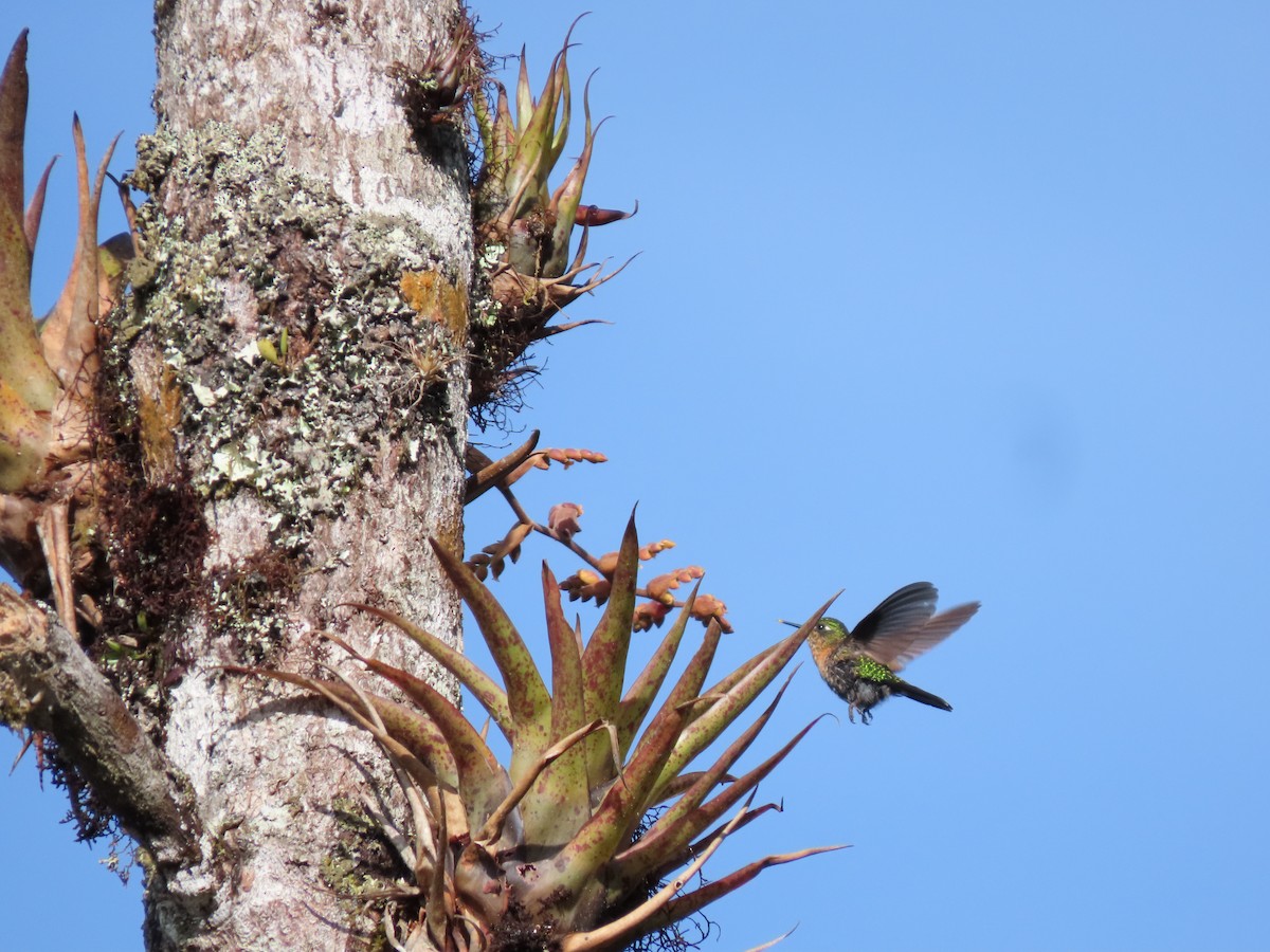 kolibřík dřišťálový - ML620193251