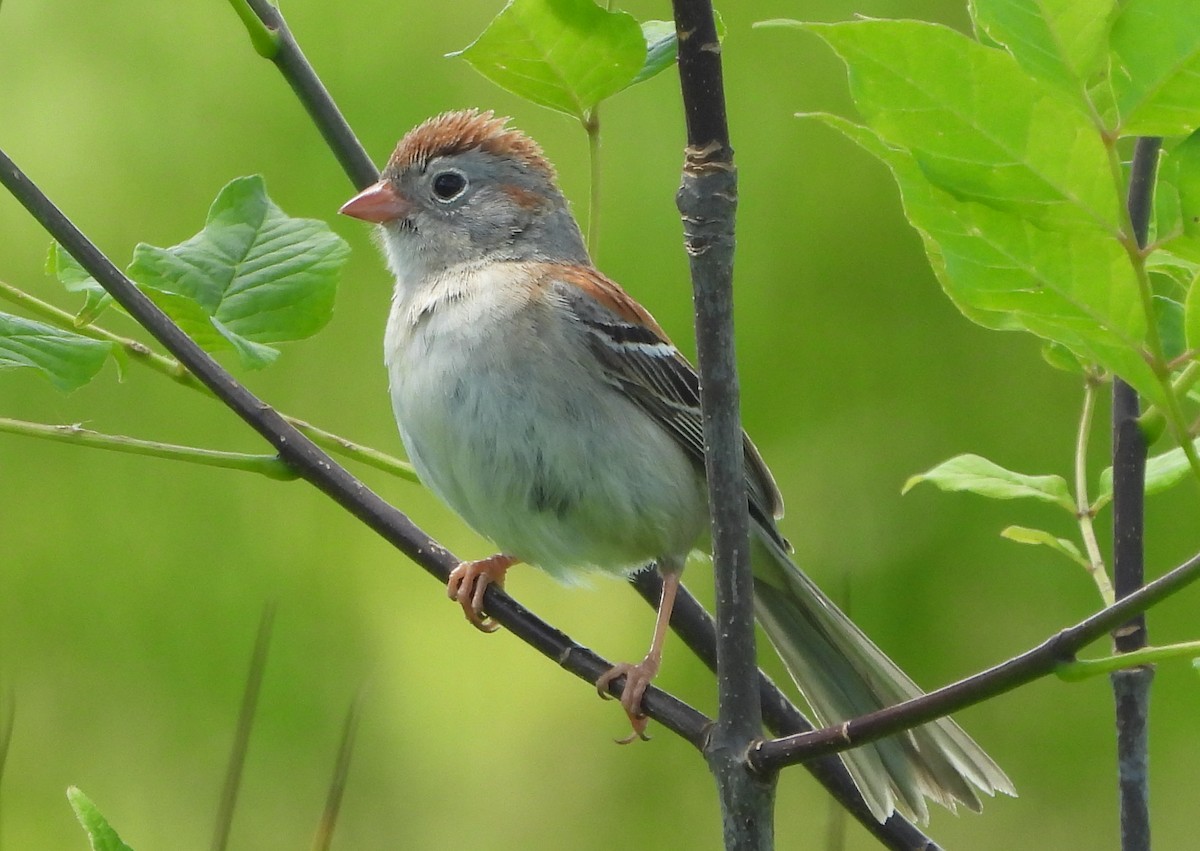 Field Sparrow - ML620193252