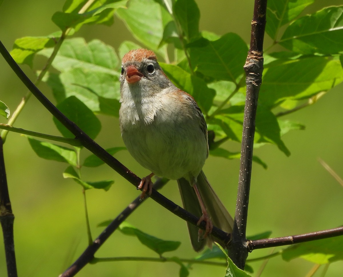 Field Sparrow - ML620193253