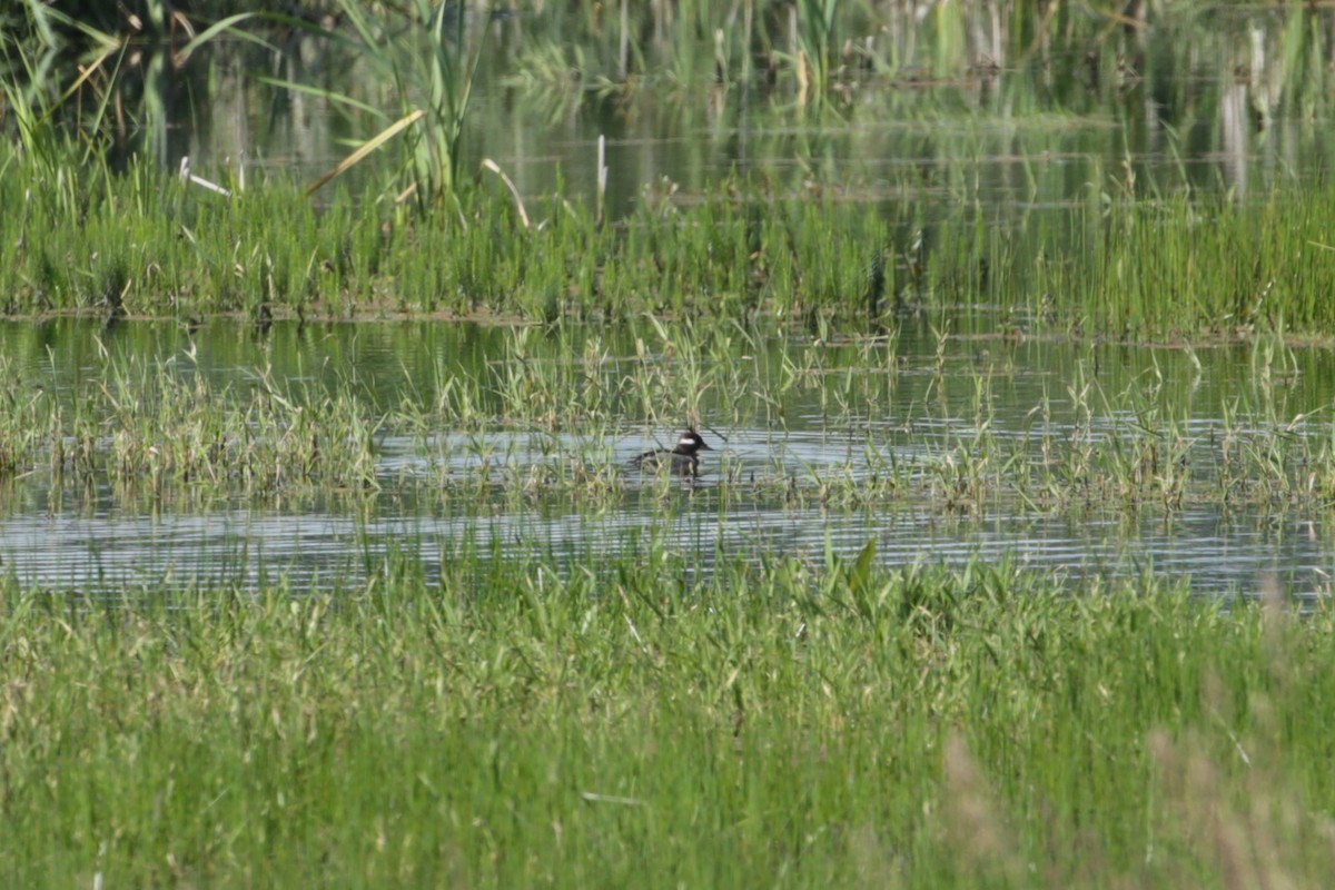 Bufflehead - ML620193257