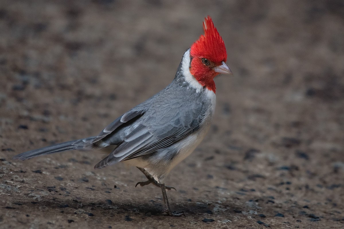 Red-crested Cardinal - ML620193259