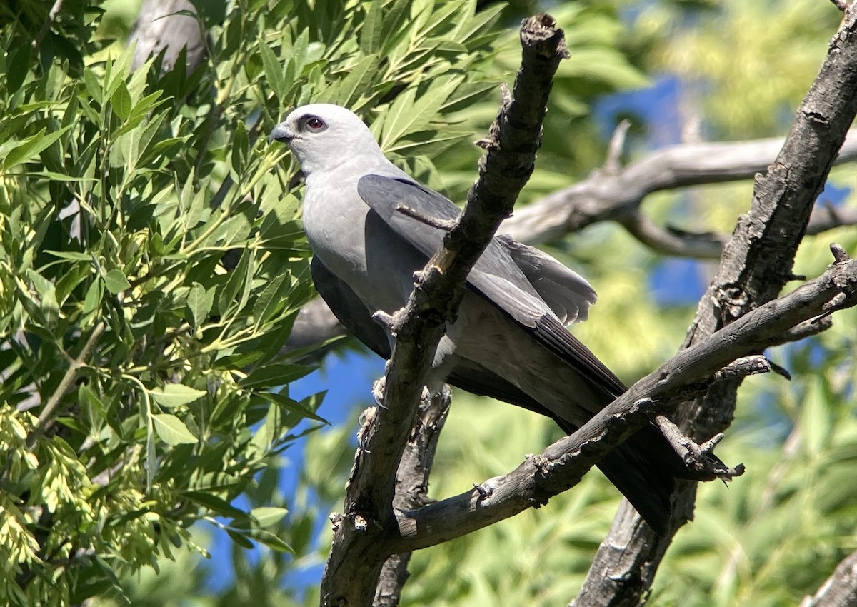 Mississippi Kite - Barry Zimmer