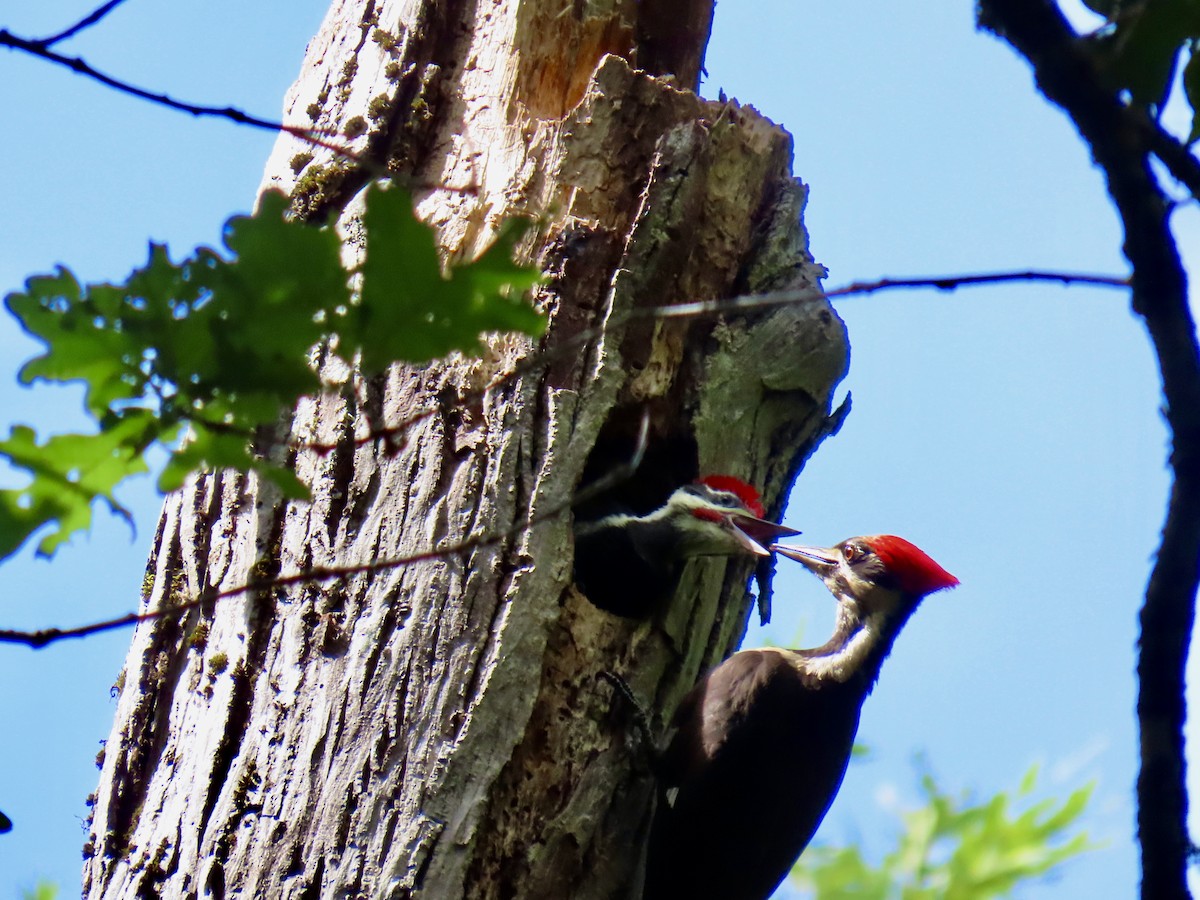 Pileated Woodpecker - ML620193263