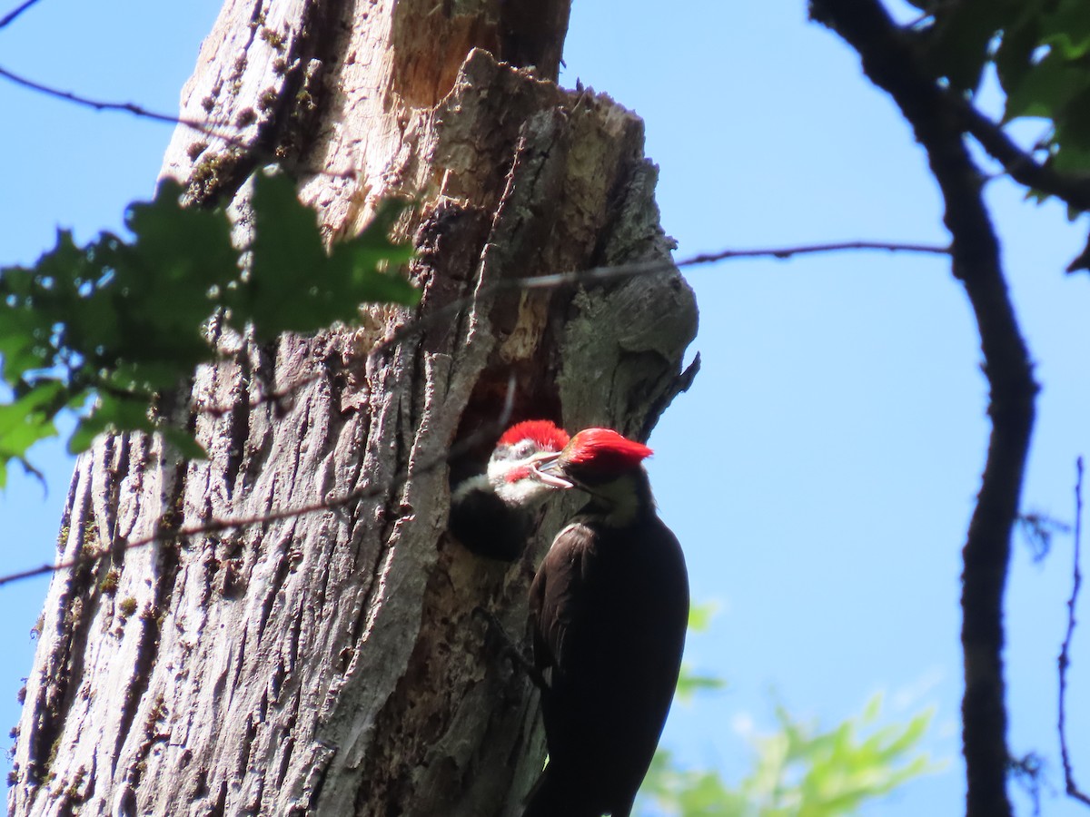 Pileated Woodpecker - ML620193264
