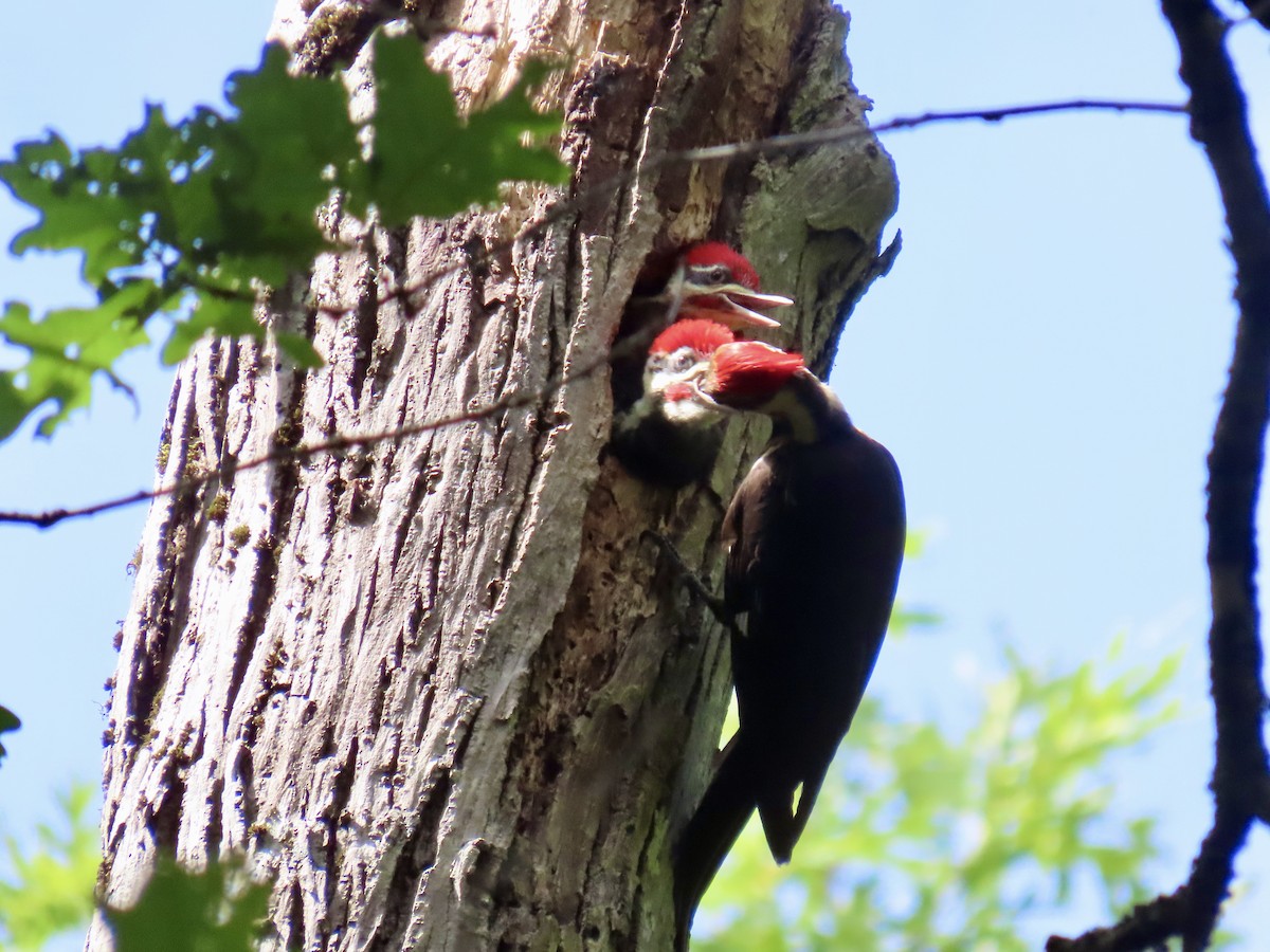 Pileated Woodpecker - ML620193265
