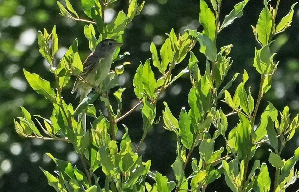 Field Sparrow - ML620193269