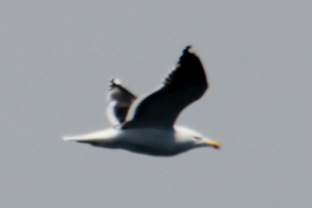 Great Black-backed Gull - ML620193270