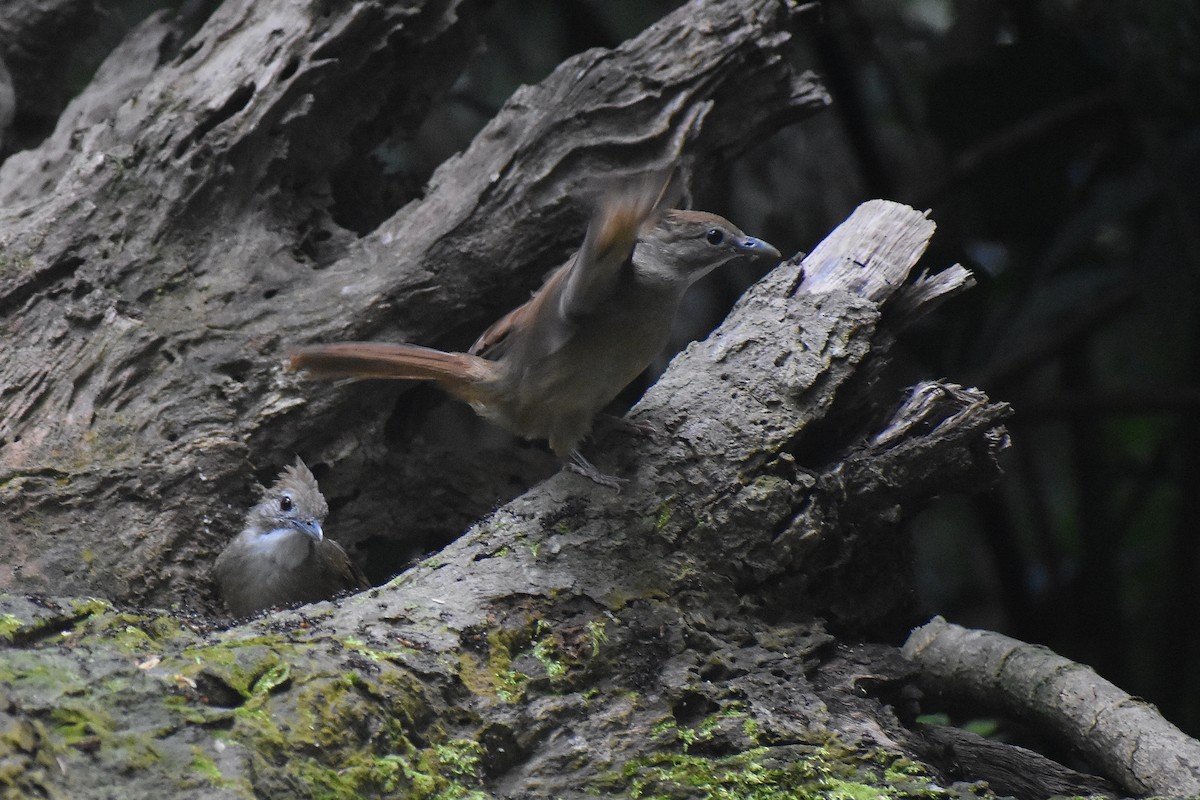 Ochraceous Bulbul - ML620193271