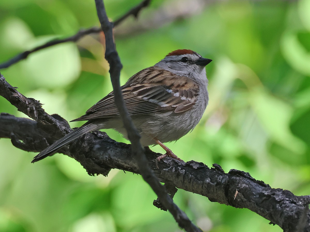 Chipping Sparrow - ML620193276