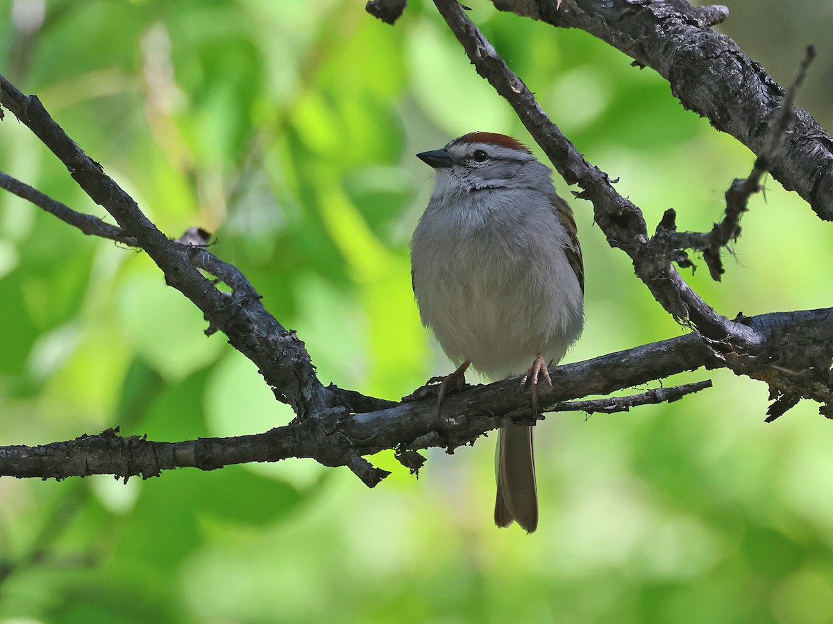 Chipping Sparrow - ML620193277