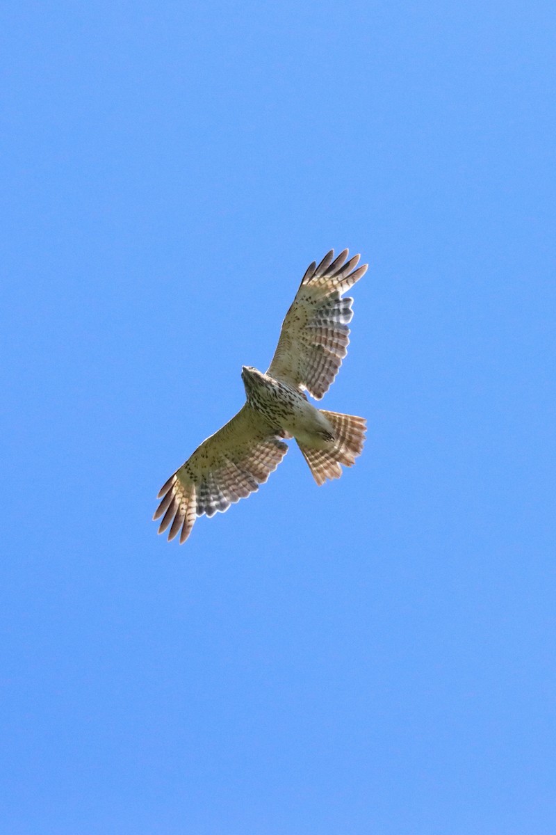 Red-shouldered Hawk - ML620193283