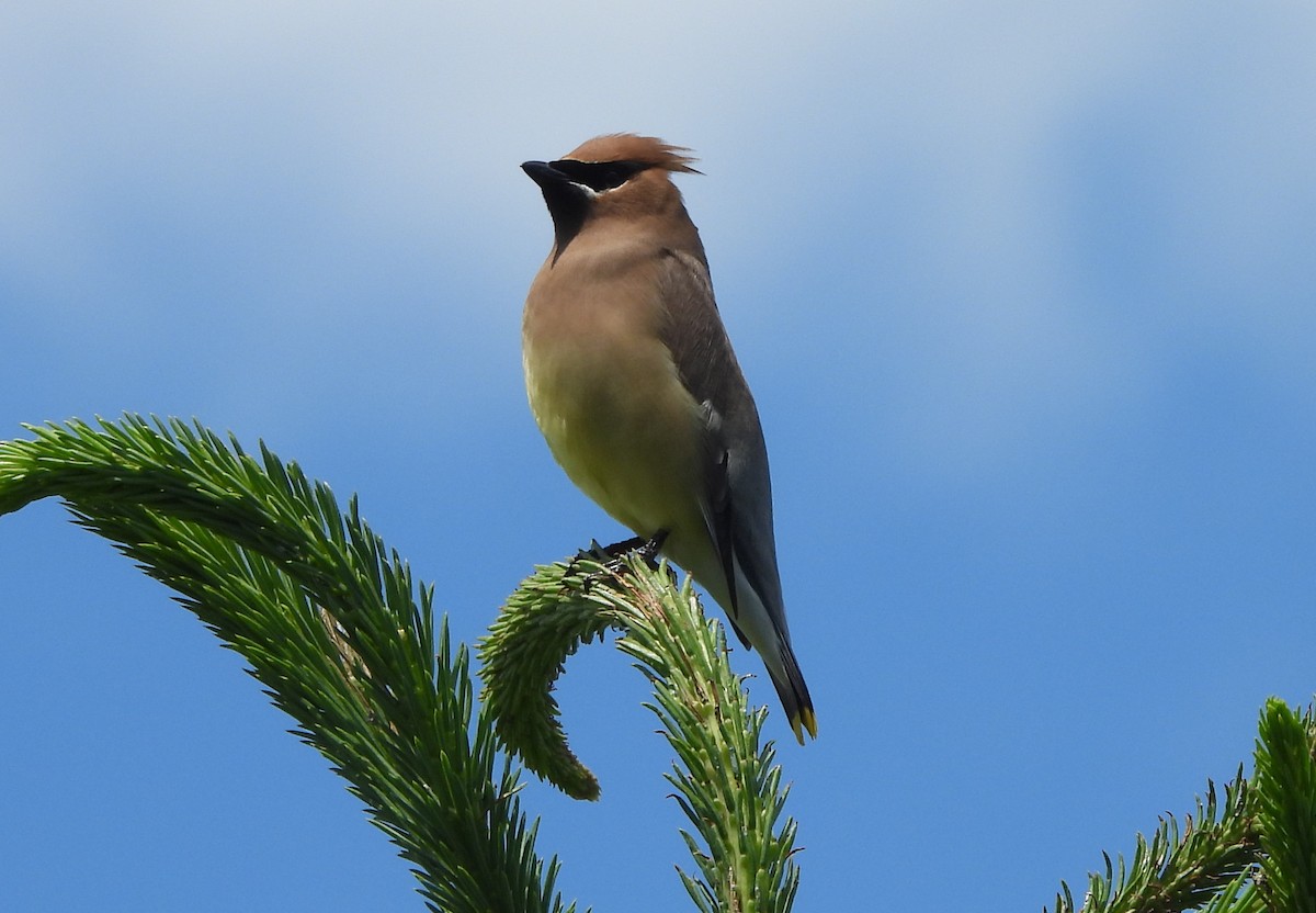 Cedar Waxwing - ML620193287