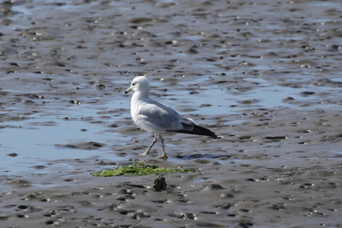 Ring-billed Gull - ML620193289