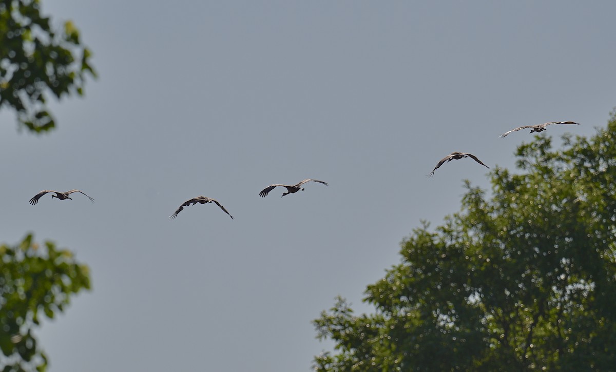 Sandhill Crane - ML620193304