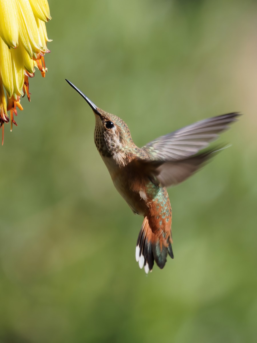 Allen's Hummingbird - ML620193314