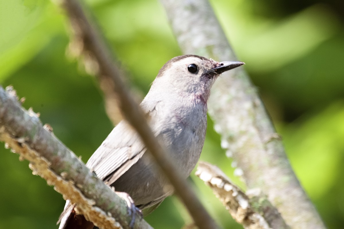 Gray Catbird - ML620193316