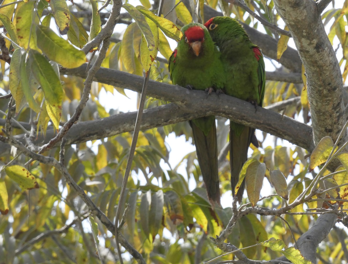 Cordilleran Parakeet - ML620193337