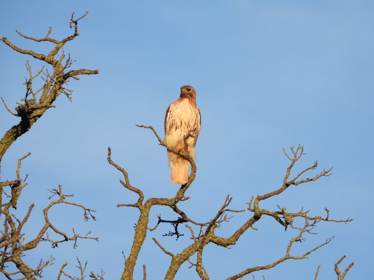 Red-tailed Hawk - ML620193349