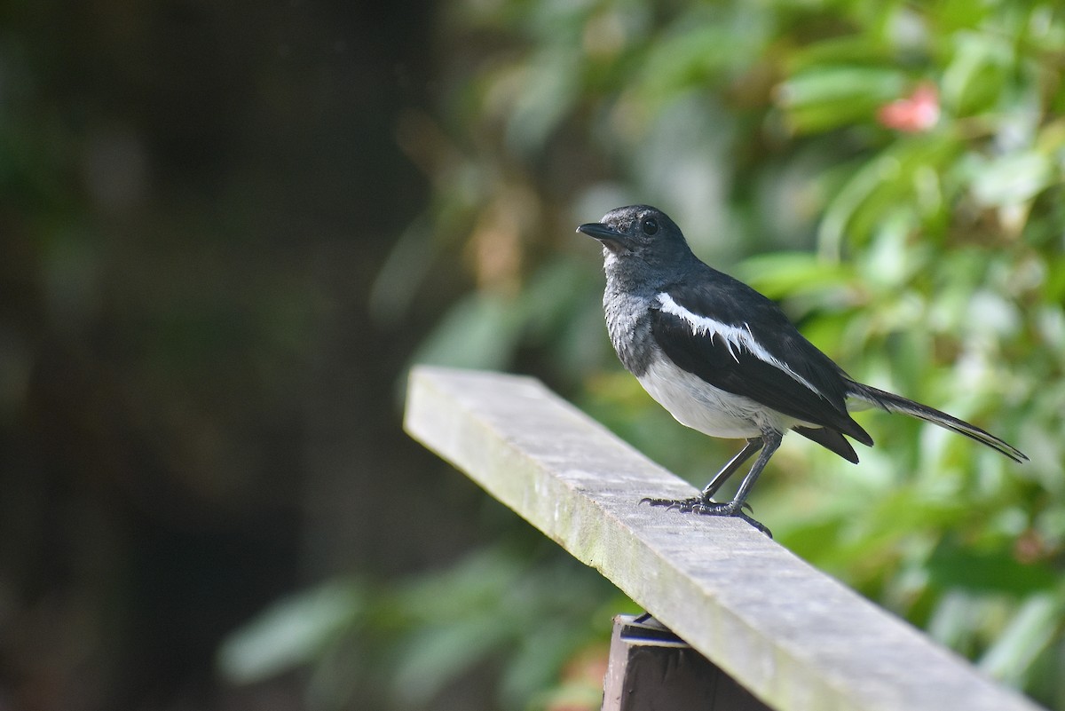 Oriental Magpie-Robin - ML620193355