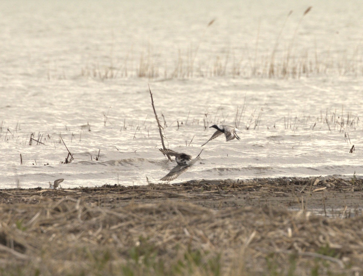 Black-bellied Plover - ML620193358