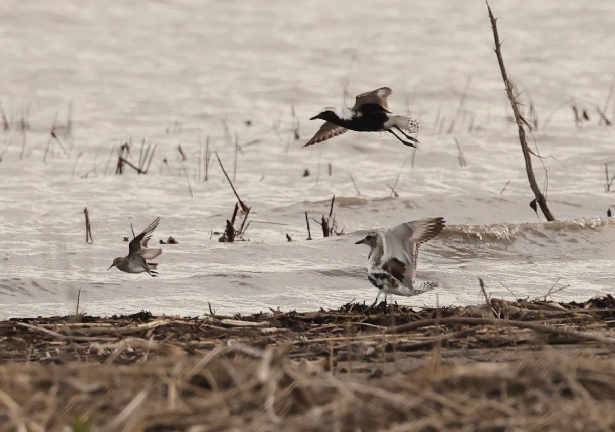 Black-bellied Plover - ML620193359