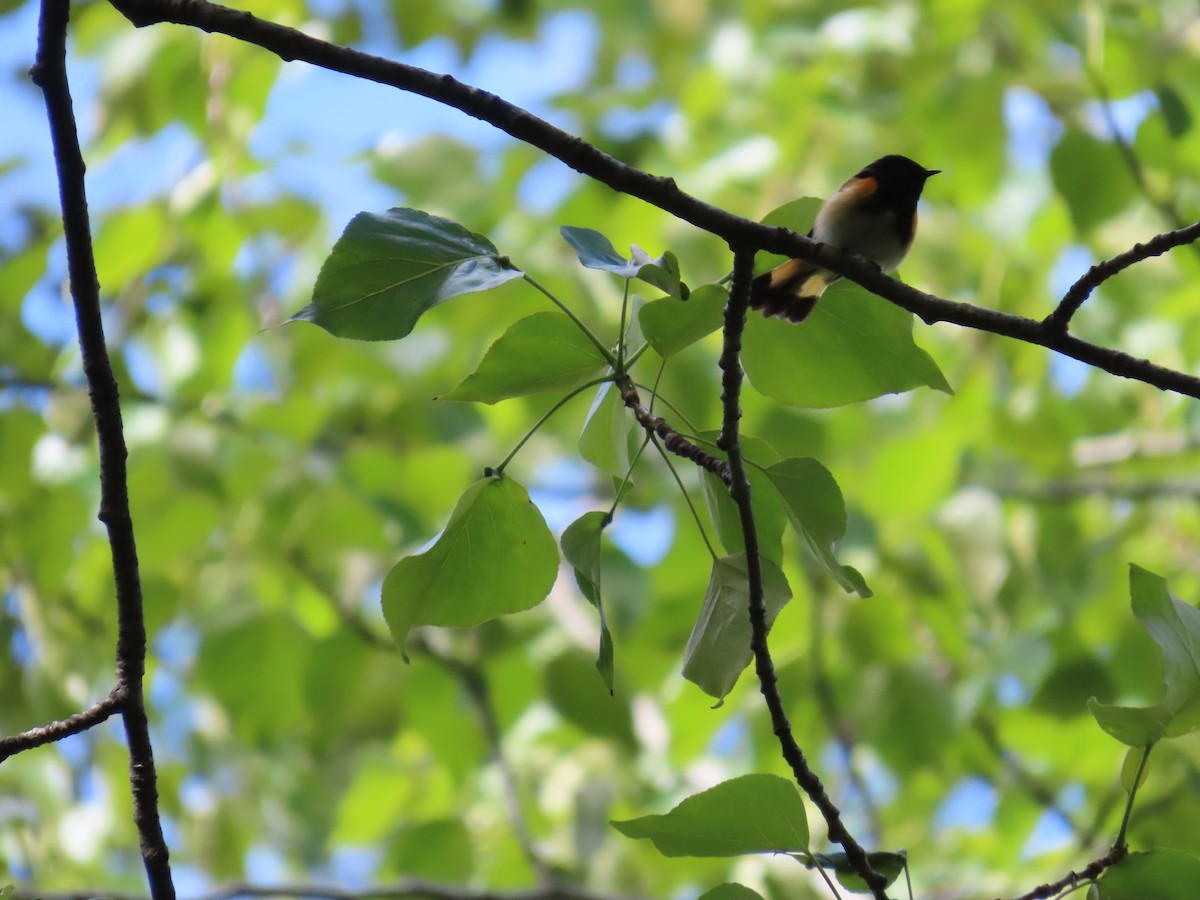 American Redstart - ML620193362