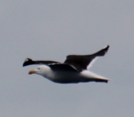 Great Black-backed Gull - ML620193372