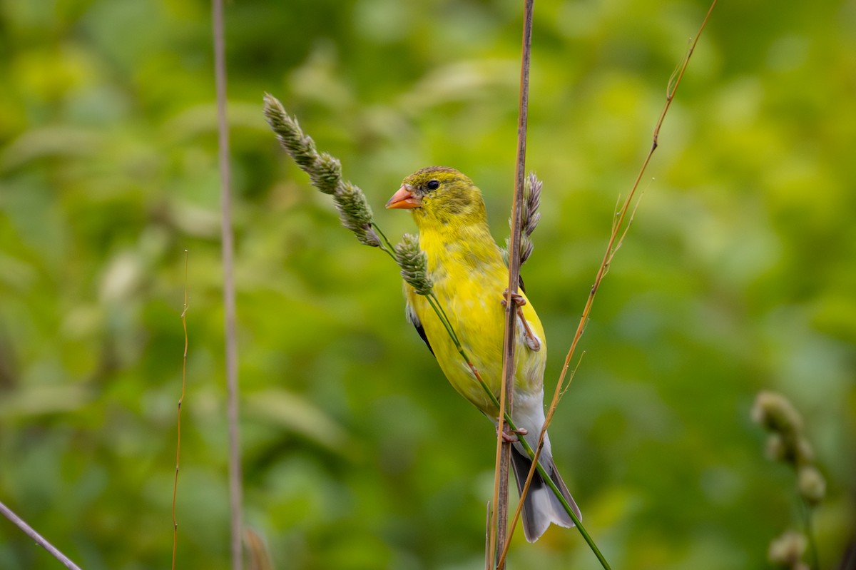 American Goldfinch - ML620193373