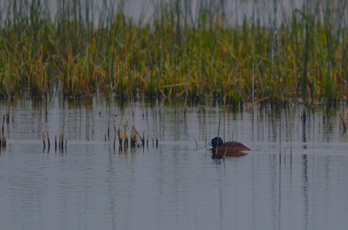 Lake Duck - ML620193376