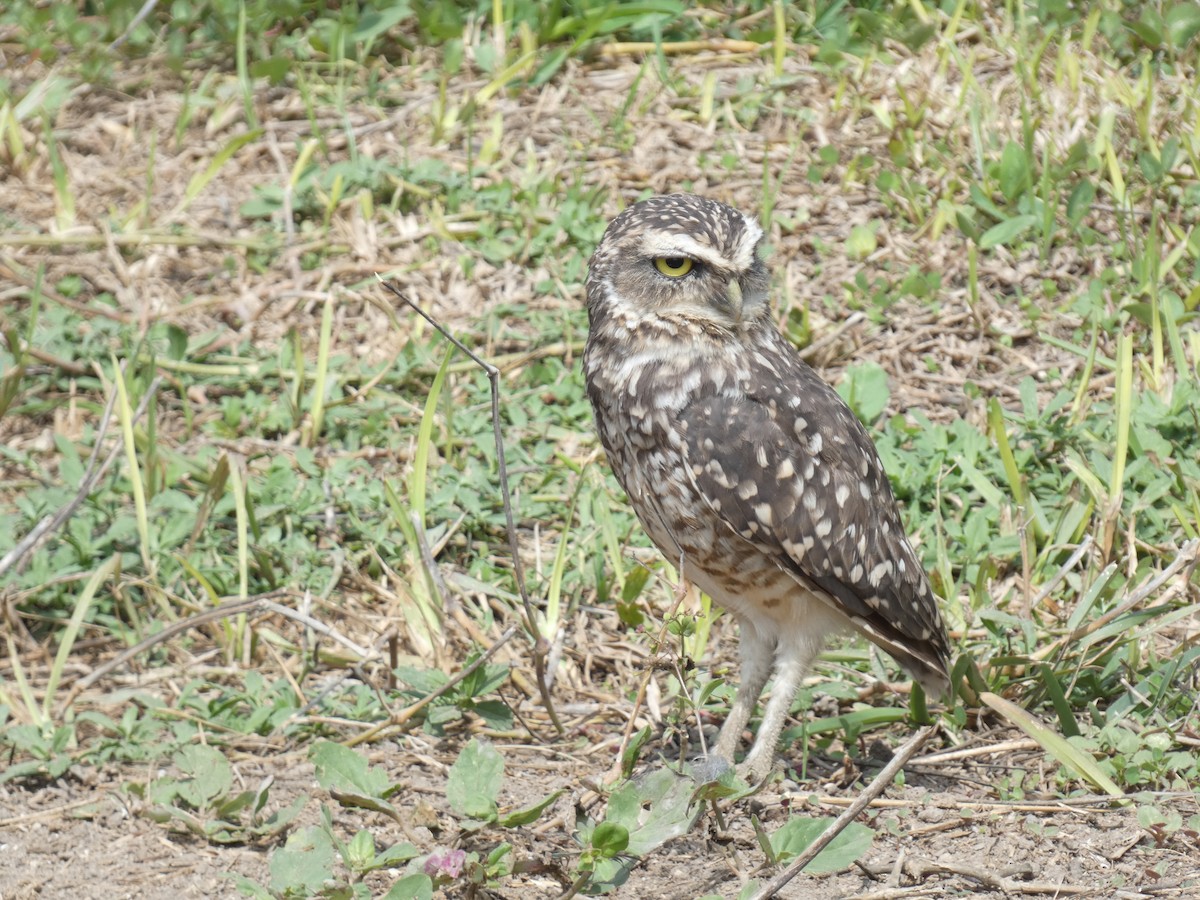 Burrowing Owl - ML620193384