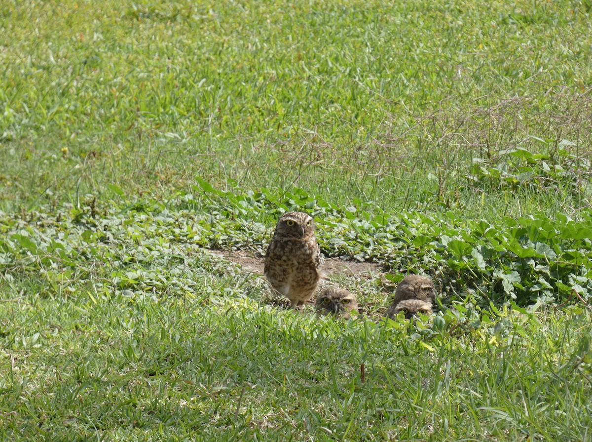 Burrowing Owl - ML620193395