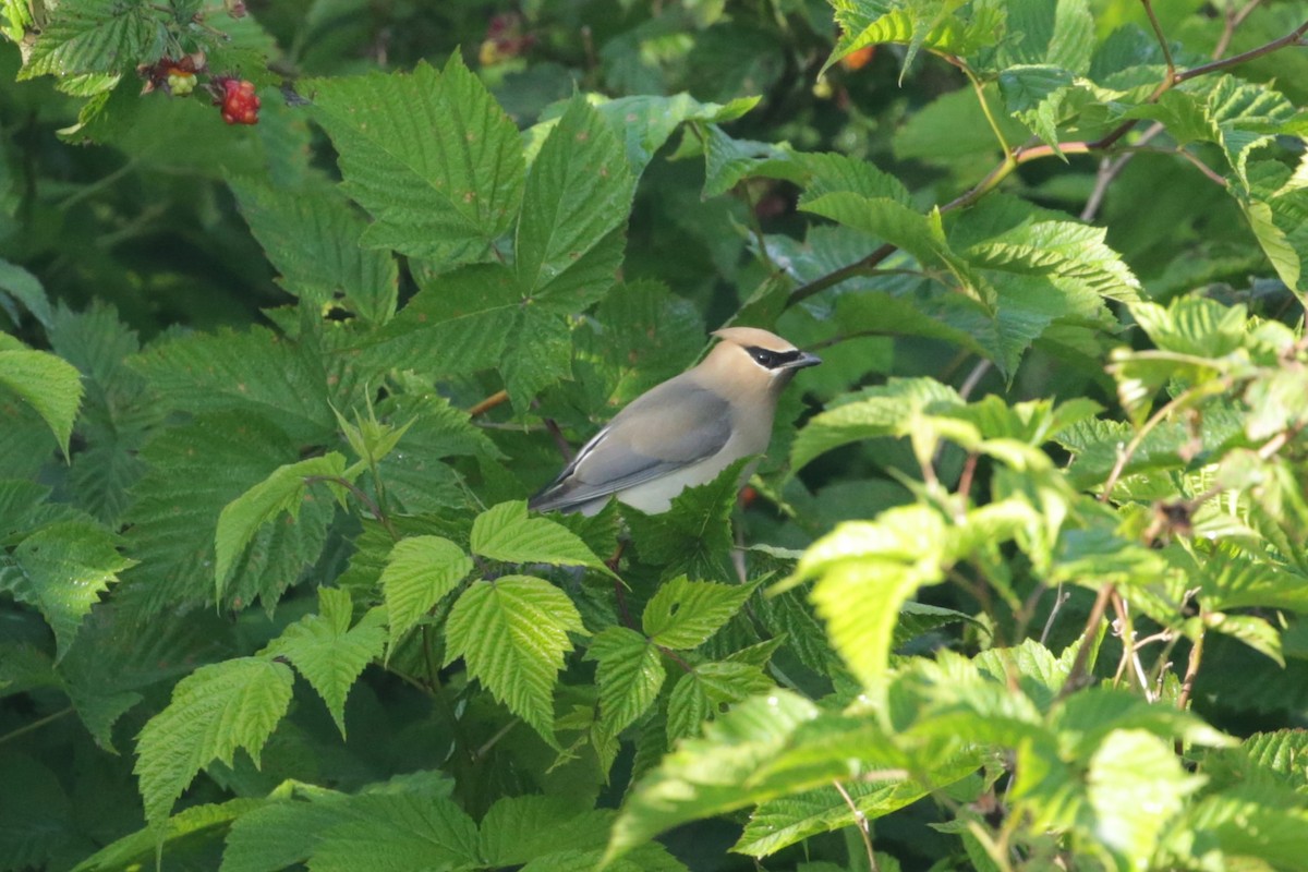 Cedar Waxwing - ML620193403