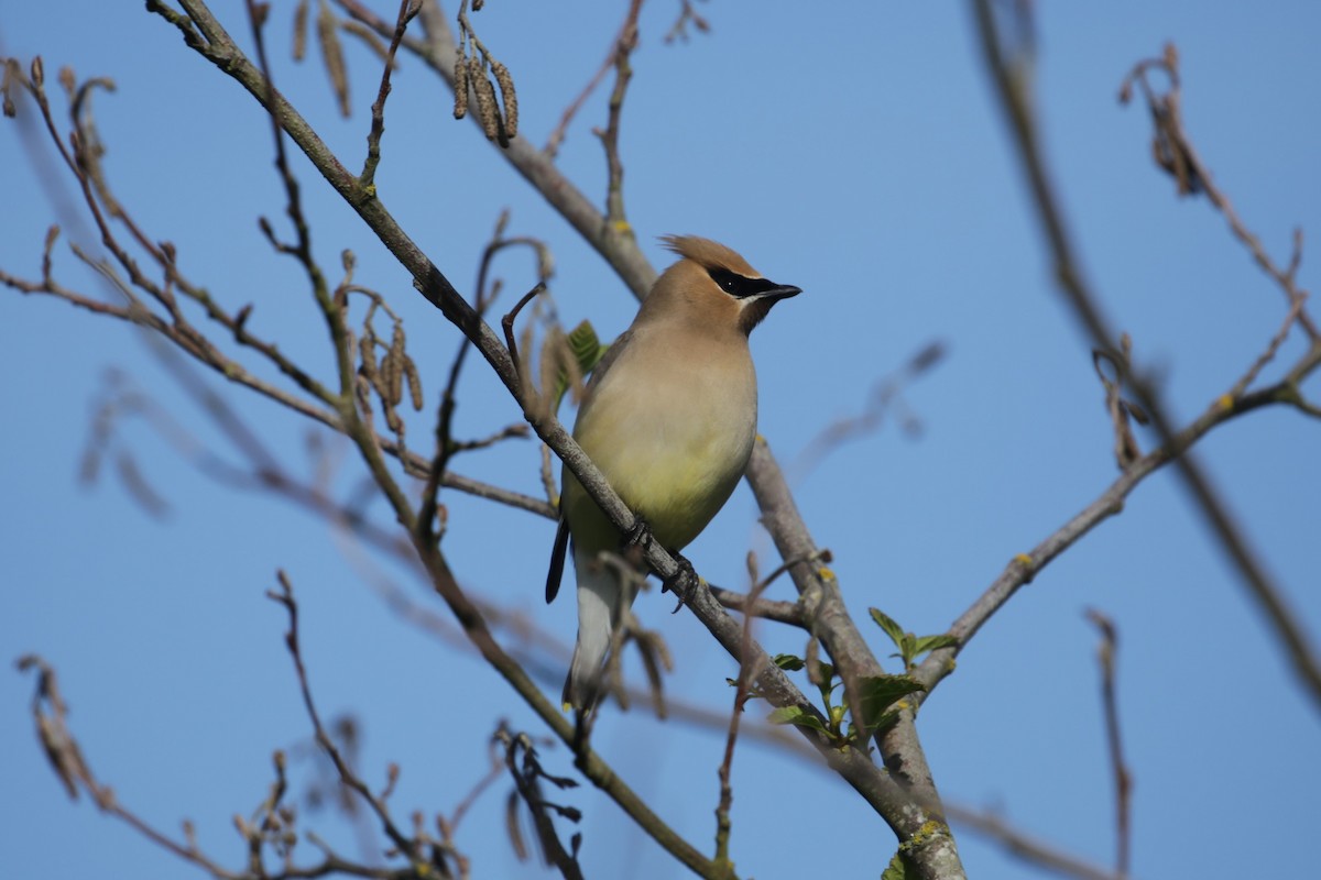 Cedar Waxwing - ML620193406