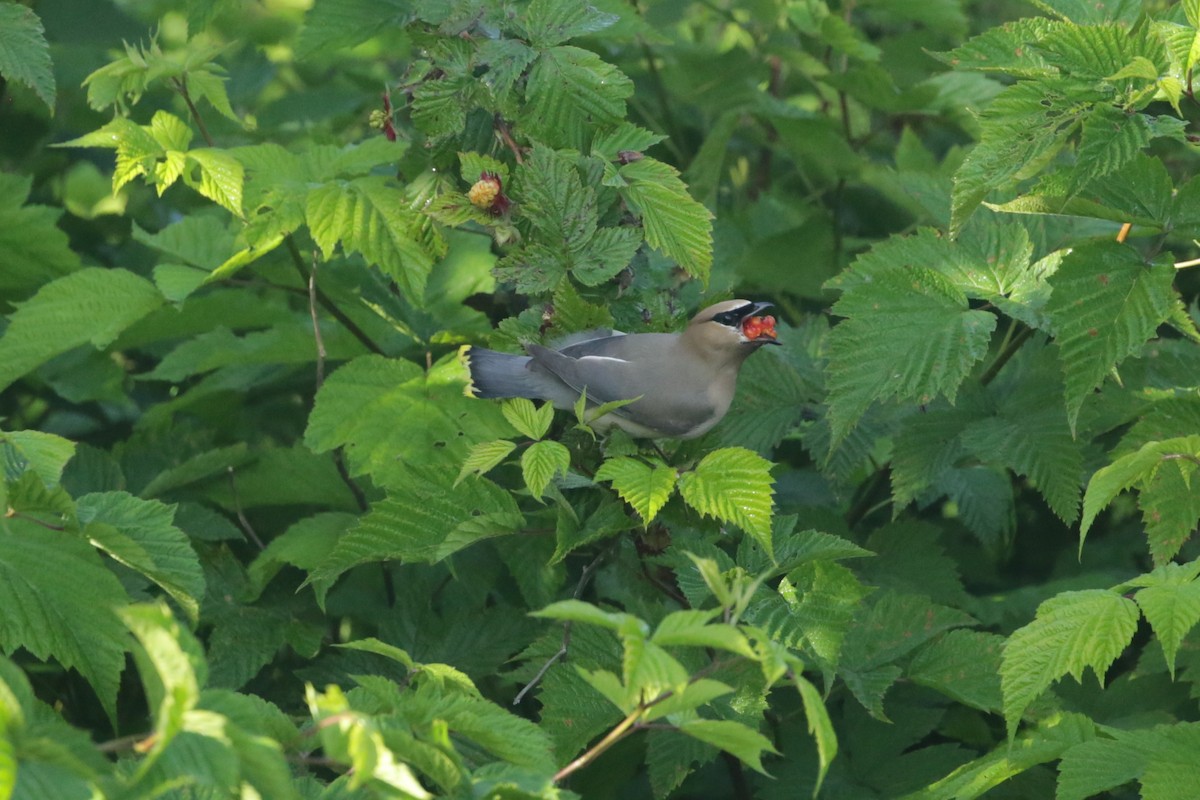 Cedar Waxwing - ML620193407