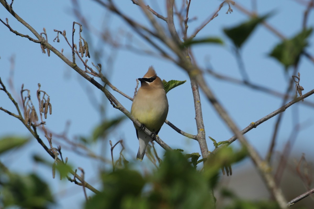 Cedar Waxwing - ML620193408