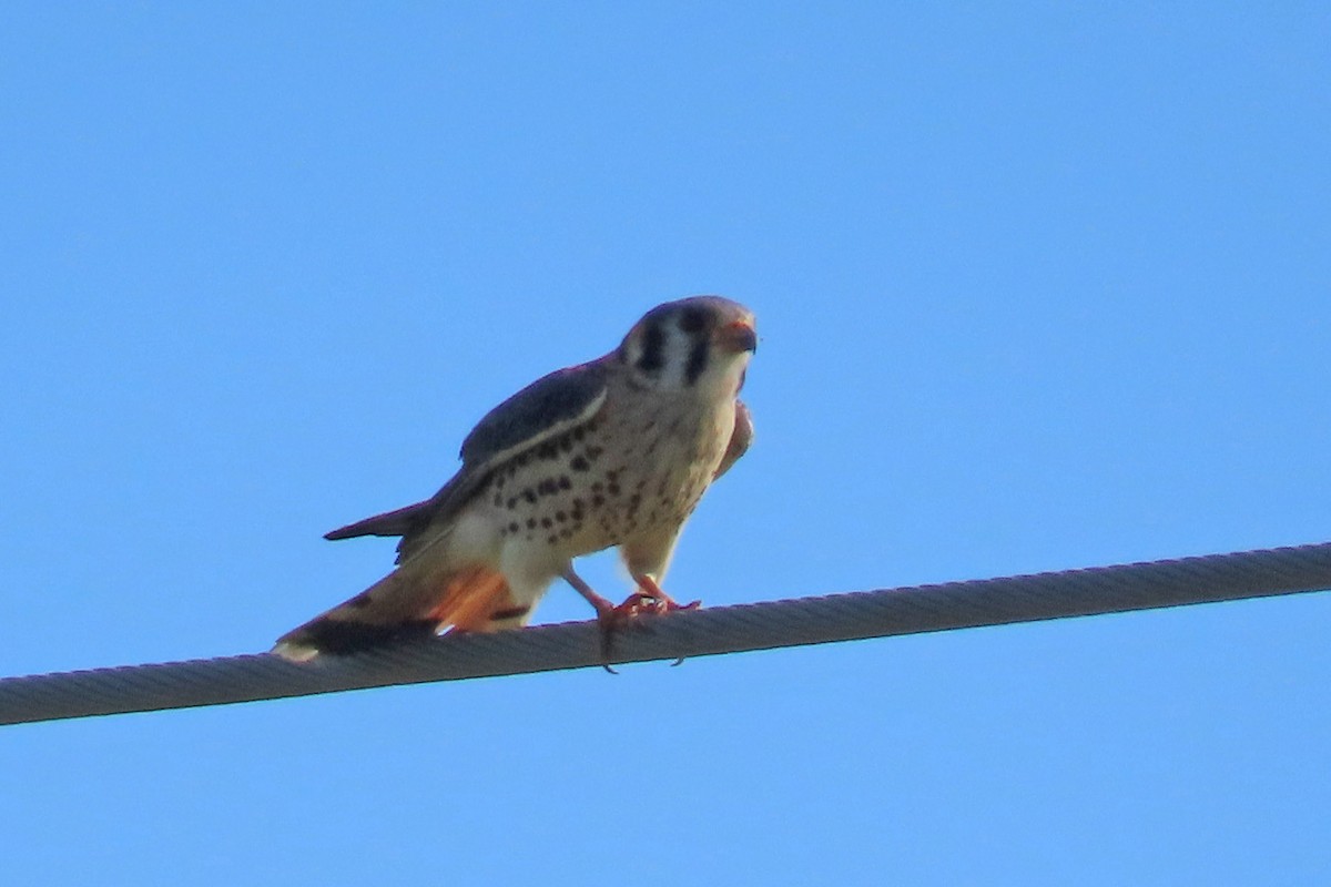 American Kestrel - ML620193413