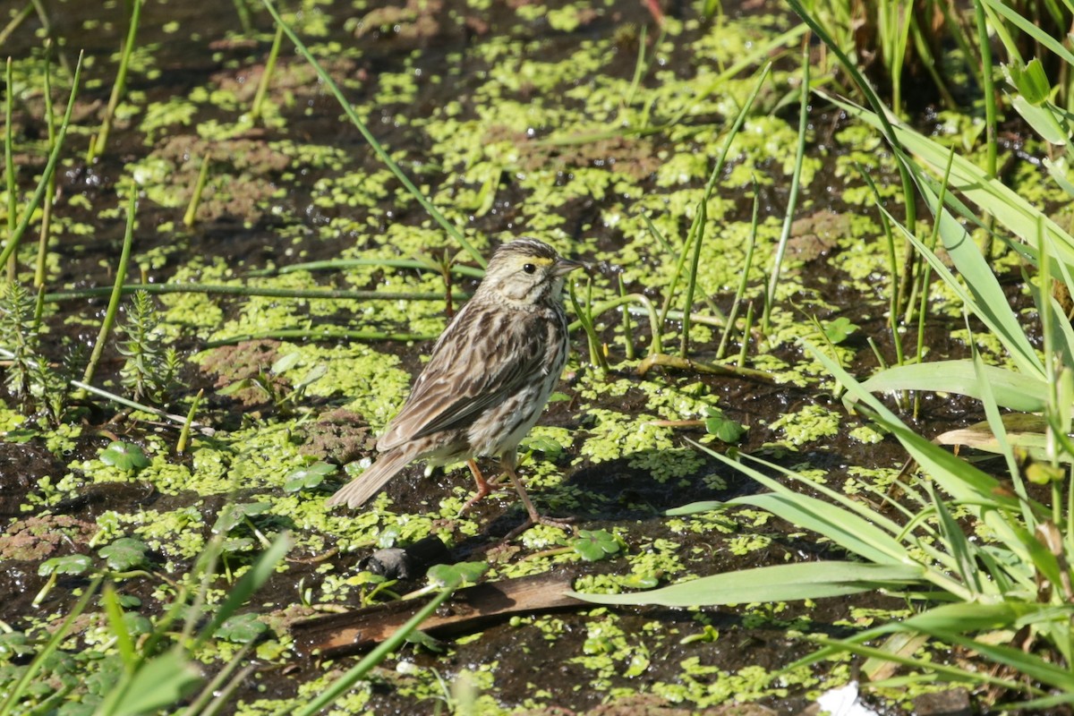 Savannah Sparrow - ML620193415