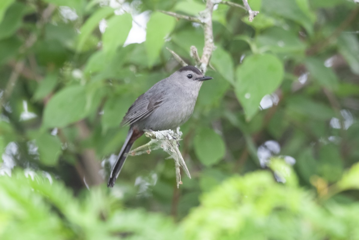 Gray Catbird - ML620193416