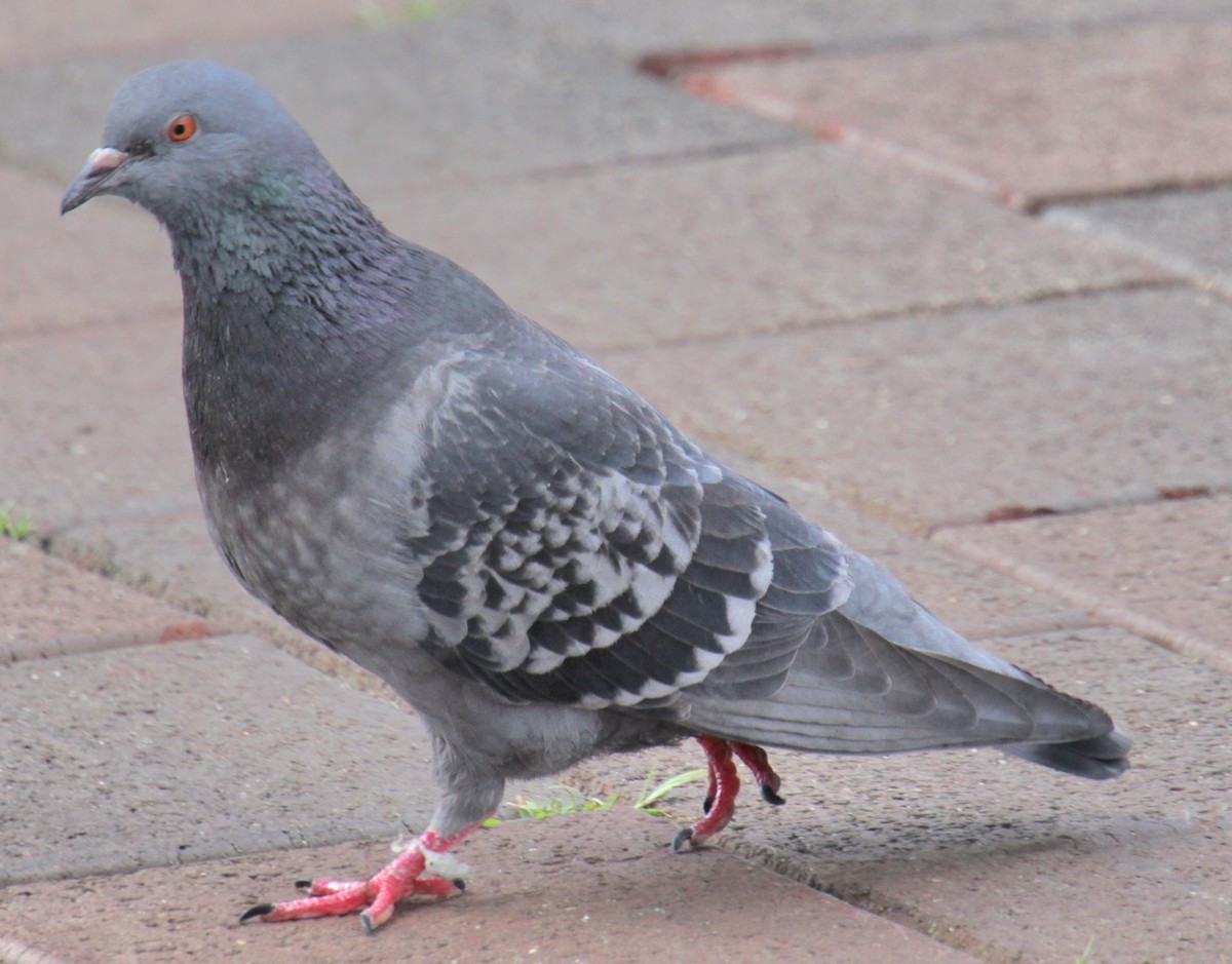 Rock Pigeon (Feral Pigeon) - ML620193418