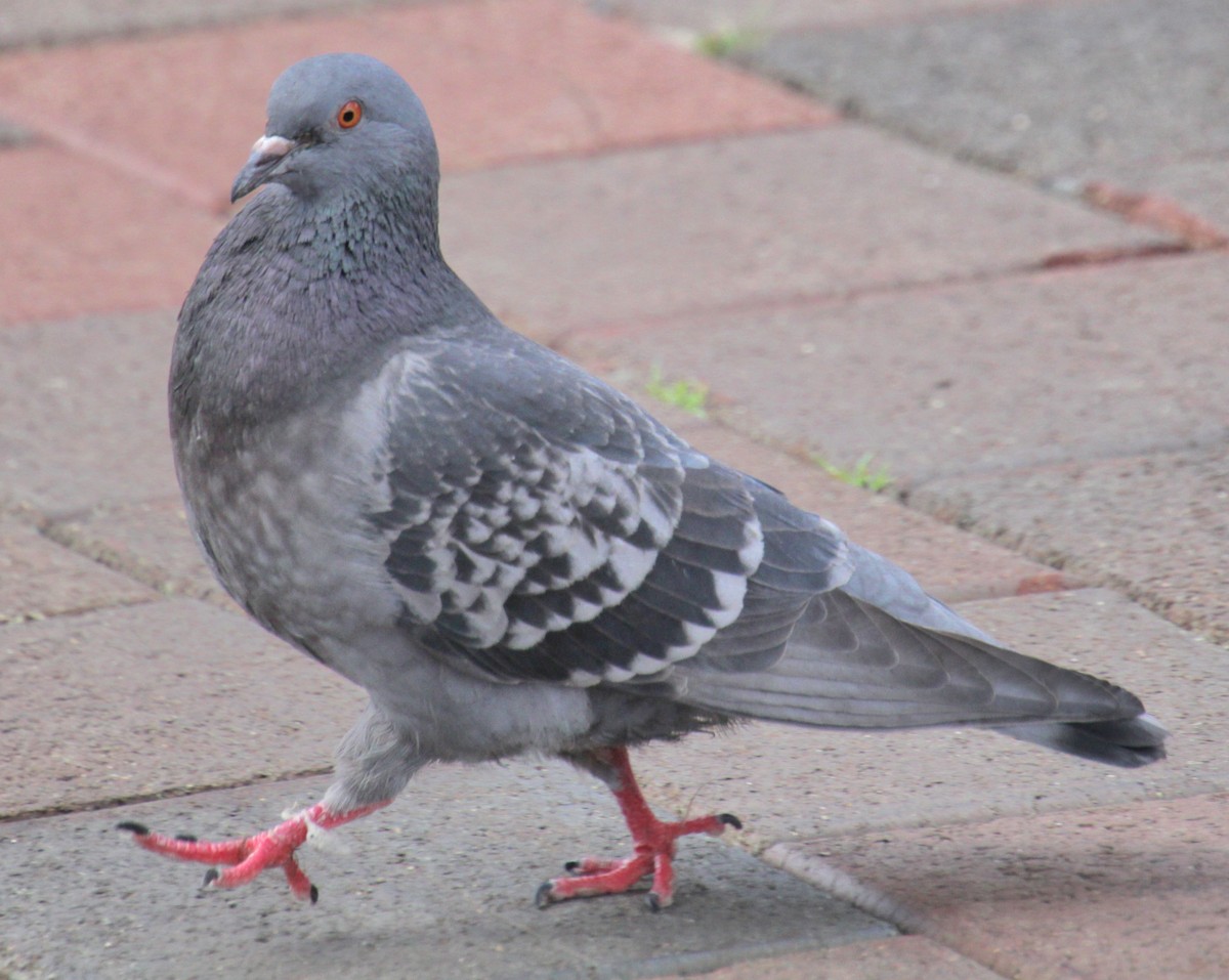 Pigeon biset (forme domestique) - ML620193419