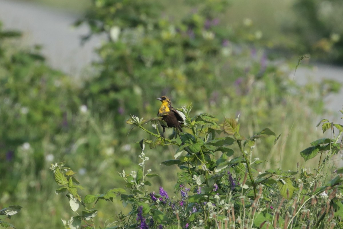 Yellow-headed Blackbird - ML620193422