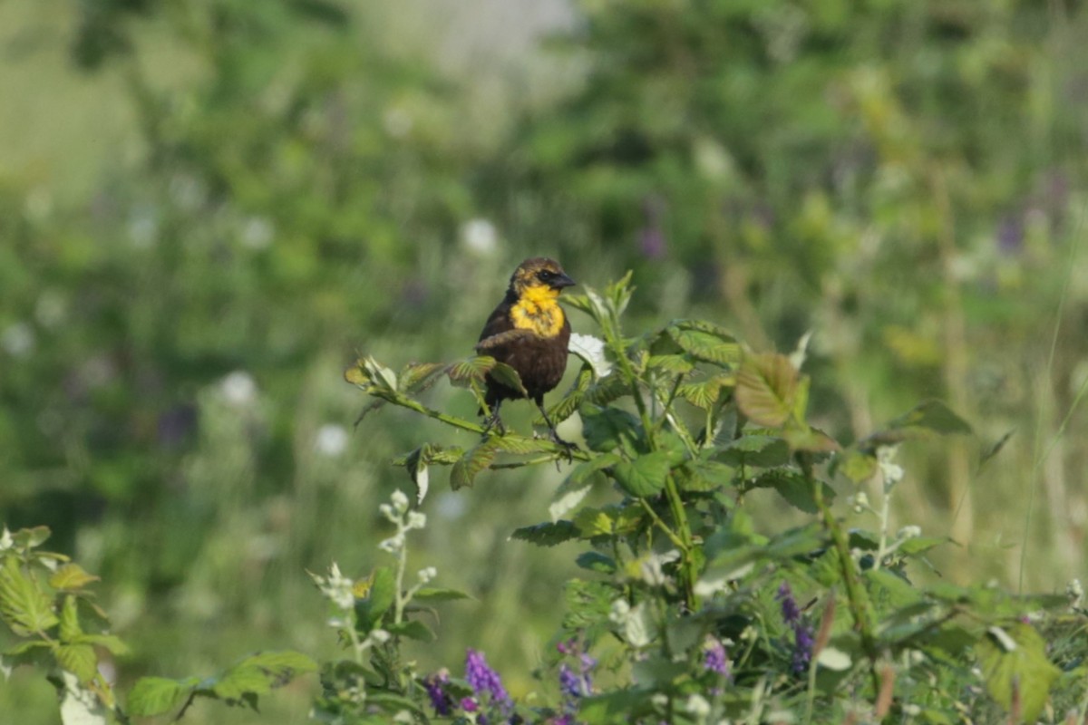 Yellow-headed Blackbird - ML620193423