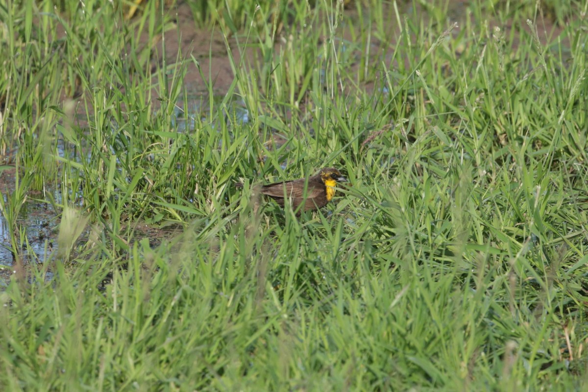 Yellow-headed Blackbird - ML620193424