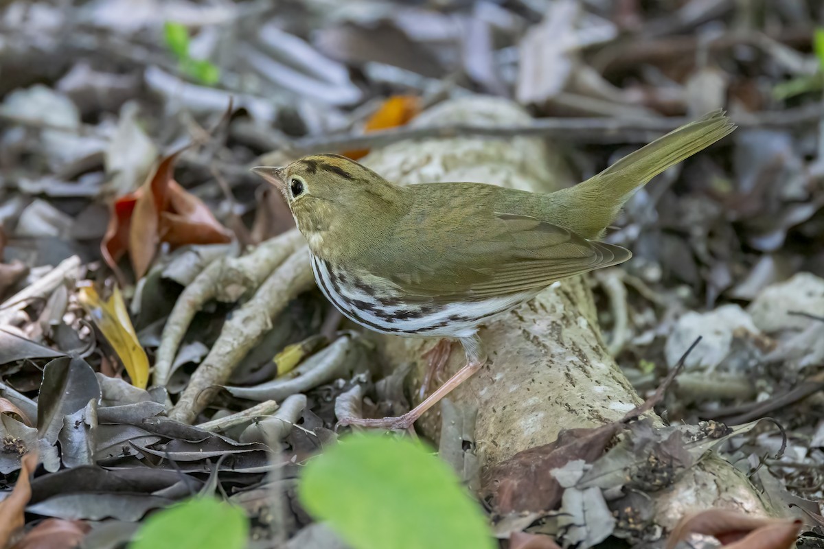 Paruline couronnée - ML620193429