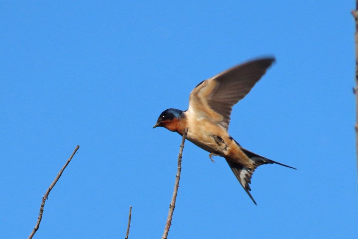 Barn Swallow - ML620193436