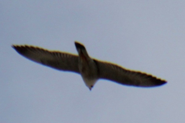 Peregrine Falcon (North American) - ML620193438
