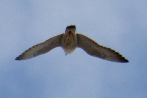 Peregrine Falcon (North American) - ML620193439