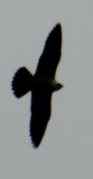 Peregrine Falcon (North American) - ML620193440